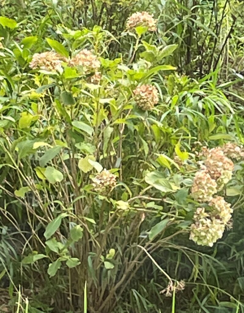 花くたし、というか・・・